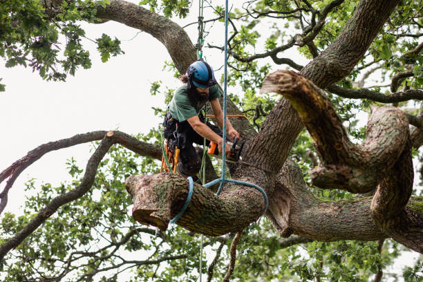 How Our Tree Care Process Works  in  Bonsall, CA